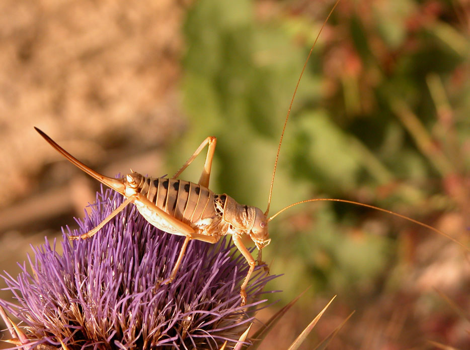 Bradyporidae: Ephippigerida nigromarginata